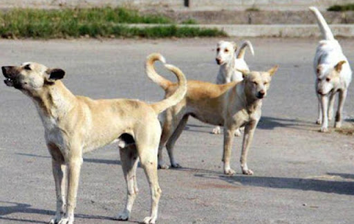 وزارة الفلاحة: سجلنا 277 بؤرة بداء الكلب والوضعية الوبائية الحالية حرجة